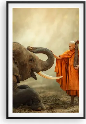 Produktbild von Gerahmtes Poster - Schwarzer Rahmen - Elefant Mönch Stoßzahn - 61x91,5 cm - Wand Bild - Wanddeko - Wandbilder - Kunstposter - Wandposter - Bilderrahmen - Bilder - Kunstdruck - Wandbild P2BPA61x91-3484