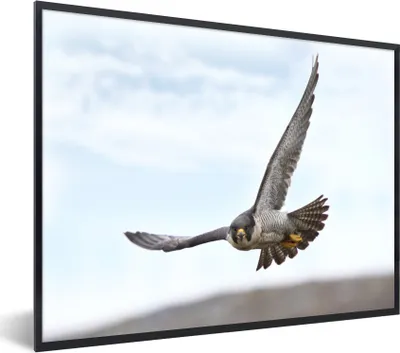 Produktbild von MuchoWow® Gerahmtes Poster Wanderfalke - Raubvogel - Flügel 80x60 cm - Poster mit Schwarzem Bilderrahmen Wandposter Rahmen Foto Bilder - Schwarzem - Mit Gestell