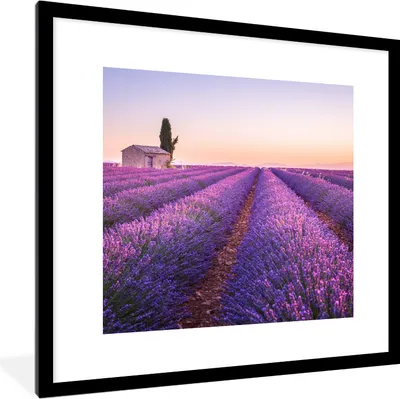 Produktbild von MuchoWow® Gerahmtes Poster Lavendel - Sonnenuntergang - Lila - Blumen 40x40 cm - Poster mit Schwarzem Bilderrahmen Wandposter Rahmen Foto Bilder - Poster - Plakat im Rahmen