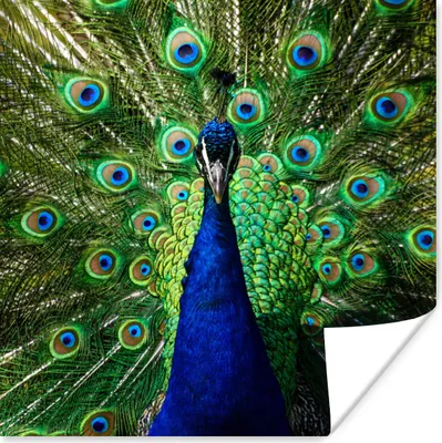 Produktbild von MuchoWow® Poster Pfau - Federn - Augen - Blau 50x50 cm - Wohnzimmerdekoration