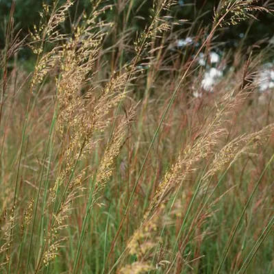 Produktbild von 6 x Indianergras - Sorghastrum nutans  | Topf 9cm x 9cm