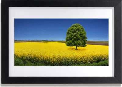 Produktbild von Bild 30x20 MDF-Rahmen Wandkunst Baum Wiese Natur Feld