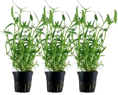 Produktbild von Aquarium Pflanze 3 Stück Murdannia keisak Bambus Wasserpflanze Tropica Nr.135 Set