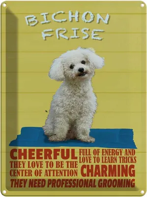 Produktbild von vianmo Blechschild 40x30 cm Hund Bichon Frise cheerful