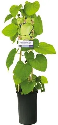 Immagine prodotto di Aristolochia macrophylla 30–50 cm – pianta rampicante resistente al freddo, foglie grandi, ideale per facciate e pergolati