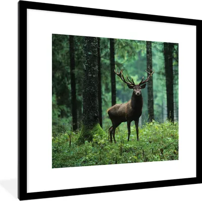 Produktbild von MuchoWow® Gerahmtes Poster Hirsche - Wald - Bäume - Tiere - Natur 40x40 cm - Poster mit Schwarzem Bilderrahmen Wandposter Rahmen Foto Bilder - Poster - Plakat im Rahmen
