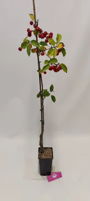 Produktbild von Malus 'Evereste' Zierapfel - Höhe +90cm - Kreuzbestäuber - 2L Topf
