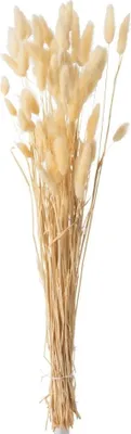 Produktbild von J-Line Strauß Samtgras Getrocknet Beige Small