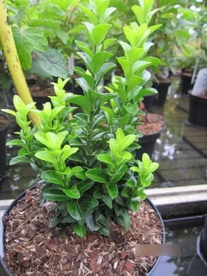 Produktbild von Euonymus fortunei Benimoki - Heckenspindel Benimoki 15-20cm