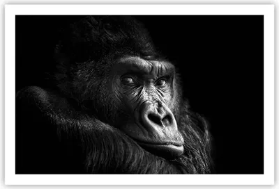 Produktbild von Poster - Poster ohne Rahmen - Affe Gorilla Porträt - 91,5x61 cm - Wand Bild - Wanddeko - Wandbilder - Kunstposter - Wandposter - Bilder - Kunstdruck - Wanddekoration - Wandbild - P2XAA91x61-5007