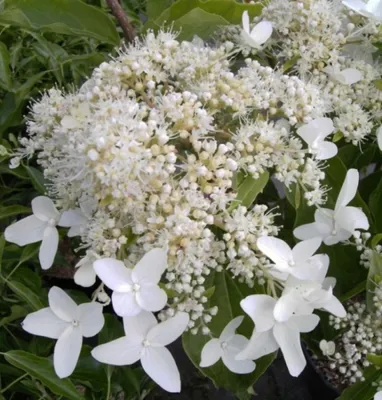 Produktbild von Rispenhortensie Praecox - Hydrangea paniculata Praecox - 40-60cm