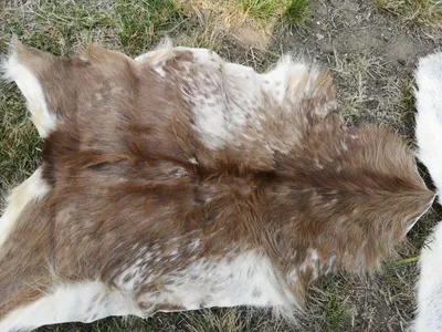Produktbild von Ziegenfell stark beschädigt – Echt, Schnäppchen, hell 90-110 cm