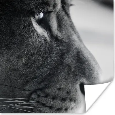 Produktbild von MuchoWow® Poster Tierprofil Löwe in schwarz und weiß 100x100 cm - Babyzimmer