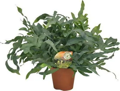 Obrázok produktu pre Paprad Phlebodium aureum 'Blue Star' Ø17cm, výška 60cm, izbová rastlina