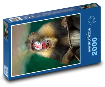 Zdjęcie produktu dla Puzzle 2000 Egzotyczna małpa mandryl - martinpuzzle