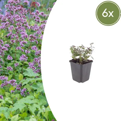 Immagine prodotto di Origanum laevigatum 'Herrenhausen' | 6 pezzi - 10-25cm - Ø9cm - Pianta da giardino