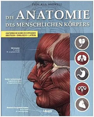 Image de Der Menschliche Körper