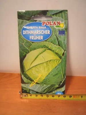 Obrázok produktu pre semená 2 g BIELA KAPUSTA DITHMARSCHER PN3567