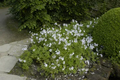 Produktbild von Geranium clarkei 'Kashmir White', Storchschnabel, weiß, ca. 9x9 cm Topf