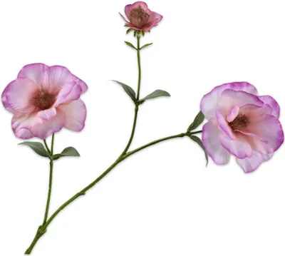Produktbild von Silk-ka Kunstblume - Seidenblumen-Lisianthuszweig Rosa 72 cm pro 2 Stück