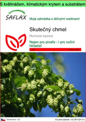 Obrázek produktu pro SAFLAX Garden to go - skutečný chmel - Humulus lupulus - 50 Semena - S květináčem, klimatickou poklicí a pěstebním substrátem