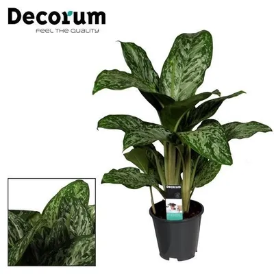 Immagine prodotto di Aglaonema Greenlight (Decorum) - 50-60cm - Ø17cm - Pianta d'appartamento - Sempreverde