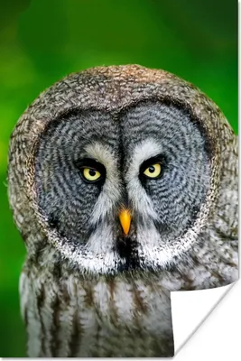 Produktbild von MuchoWow® Poster Vogel - Eule - Tiere - Braun - Porträt 120x180 cm - Kunstposter