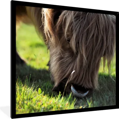Produktbild von MuchoWow® Gerahmtes Poster Schottischer Highlander - Hörner - Sonne 40x40 cm - Poster mit Schwarzem Bilderrahmen Wandposter Rahmen Foto Bilder - Mit Rahmen - Wanddekoration Schlafzimmer