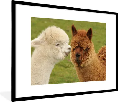 Produktbild von MuchoWow® MuchoWow® Gerahmtes Poster Alpaka - Gras - Tiere 80x60 cm - Poster mit zchwarzem Bilderrahmen - Schlafzimmer-Dekorationen - Fotoposter