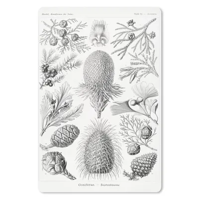 Produktbild von MuchoWow® Mauspad Mousepad Koniferen - Ernst Haeckel - Kunst - Retro - Illustration - Natur 40x60 cm - Mousepads - Maus Mat - Pad - Mausunterlage - Schreibtisch Accesoire