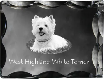 Produktbild von West Highland White Terrier, Weißer Hochlandterrier, Westie - Kristall mit einem Hundebild, Glasstatuette mit einem Bild, einzigartiger Bilderrahmen der Marke Art-Dog