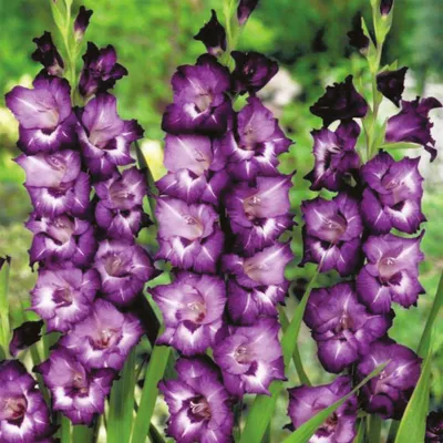 Immagine prodotto di Gladiolo a fiore grande Volbeat 5 pezzi Gladioli bulbi di gladiolo