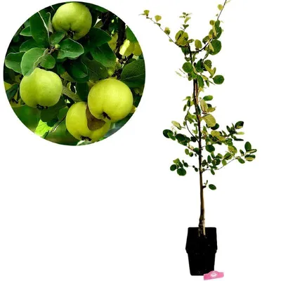 Produktbild von Cydonia oblonga 'Leskovacz', Quittenbaum, 5-Liter-Topf