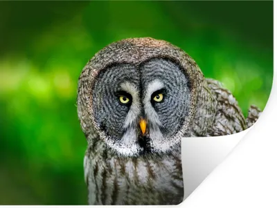Produktbild von MuchoWow® Wandtattoo Wandsticker Wandaufkleber Vogel - Eule - Tiere - Braun - Porträt 120x90 cm Selbstklebend und Repositionierbar - Aufkleber