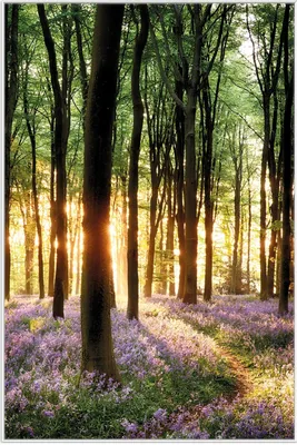Produktbild von Wallario Wandbild Blaue Hasenglöckchen im Wald mit Sonnenstrahlen, Größe: 61 x 91,50 cm, Poster mit weißem Aluminiumrahmen