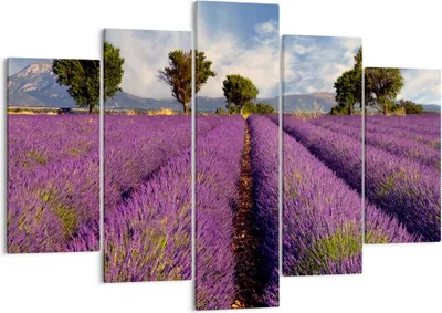 Produktbild von Bild auf Leinwand - Leinwandbild - Landschaft Wiese Pflanzen - 150x100cm - Wand Bild - Wanddeko - Leinwanddruck - Bilder - Kunstdruck - Wanddekoration - Leinwand bilder - Wandkunst - EA150x100-0128