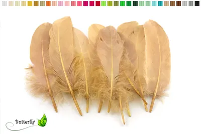 Produktbild von 10 Gänsefedern 15-20cm, Farbauswahl:sand / beige / natur 835