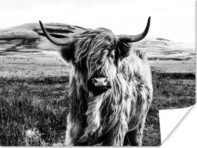 Produktbild von MuchoWow® Poster Schwarz - Weiß - Schottischer Highlander - Gras 120x90 cm - Wandbild