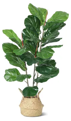 Obrázok produktu pre Houslovitý fikus (Ficus lyrata) – umelý strom, rastlina na zem – 99 cm – sada 2 ks – košíkové kvetináče z morských rias – realistické listy – do interiéru