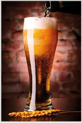 Produktbild von Wallario Wandbild Frisches Pils, Größe: 61 x 91,50 cm, Poster mit weißem Aluminiumrahmen