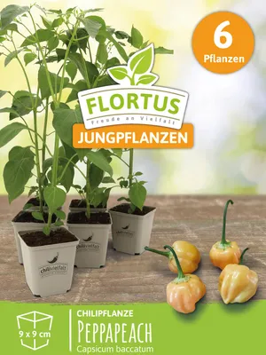 Artikelbild 7 von 'Chilipflanze Peppapeach' aus der Kategorie Chilipflanzen