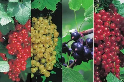 Produktbild von Johannisbeeren-Sortiment - 4er Kombination 2 x rote, 1 x weiße & 1 x schwarze Johannisbeerensorte