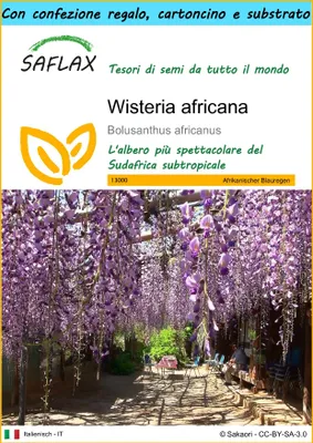 Immagine prodotto di SAFLAX Set regalo - Wisteria africana - 15 semi - Bolusanthus