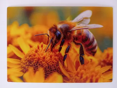 Produktbild von 3 D Ansichtskarte Honigbiene auf Blüte, Postkarte Wackelkarte Hologrammkarte, Tier Biene Blume