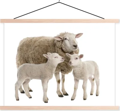 Produktbild von MuchoWow® Textilposter Schafe - Tiere - Lamm 60x45 cm mit holzfarbenen Rahmen - Bild