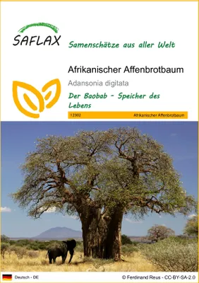 Produktbild von SAFLAX - Afrikanischer Affenbrotbaum - Adansonia digitata - 6 Samen