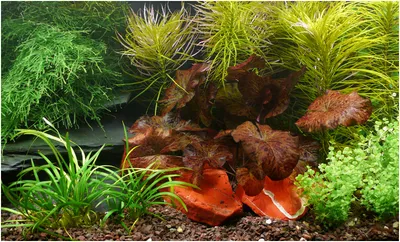 Produktbild von Wasser-Pflanzen - Set "Lotus" Bis 60L