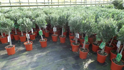 Produktbild von Olivenbaum Stamm Olive 80 - 100 cm hoch, beste Qualität, Olea Europaea
