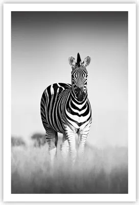 Produktbild von Poster - Poster ohne Rahmen - Zebras Fotografie Schwarzweiß - 61x91,5 cm - Wand Bild - Wanddeko - Wandbilder - Kunstposter - Wandposter - Bilder - Kunstdruck - Wanddekoration - P2XPA61x91-4476