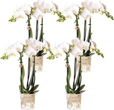 Produktbild von Phalaenopsis Orchideen Amabilis Weiß Zimmerpflanze 4 Orchideen Ø9cm Grünpflanze